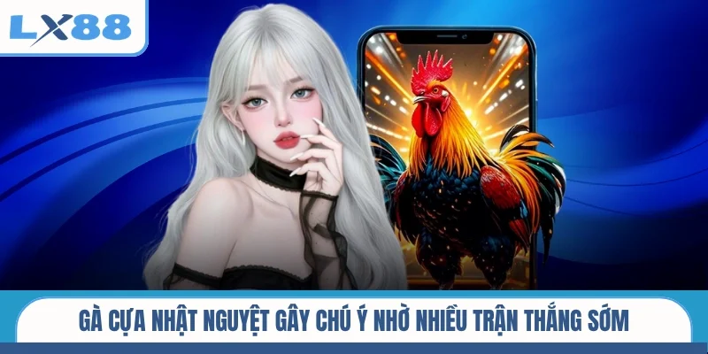 Gà cựa Nhật Nguyệt gây chú ý nhờ nhiều trận thắng sớm