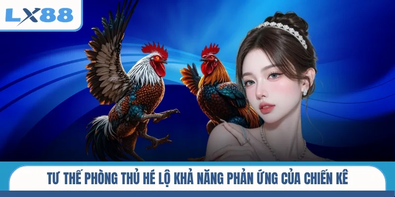 Tư thế phòng thủ hé lộ khả năng phản ứng của chiến kê